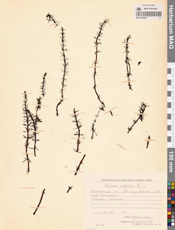 MAG 0003950