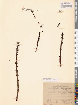 MAG 0003981