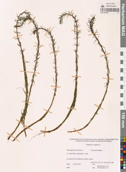 MAG 0005465