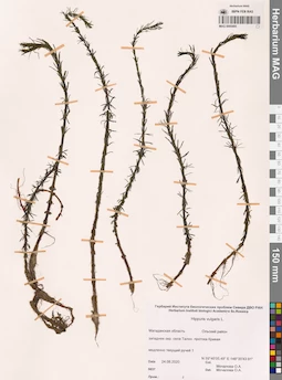 MAG 0005495