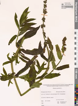 MAG 0022921