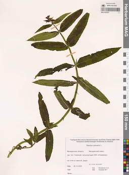 MAG 0022923
