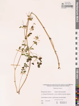 MAG 0022885