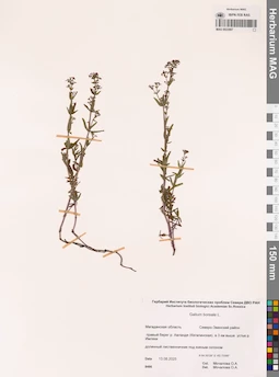 MAG 0022887