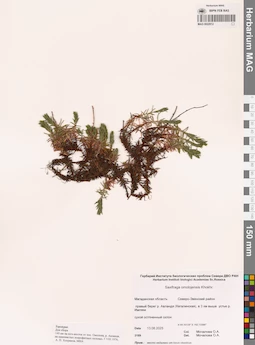 MAG 0022912