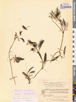 MAG 0009192