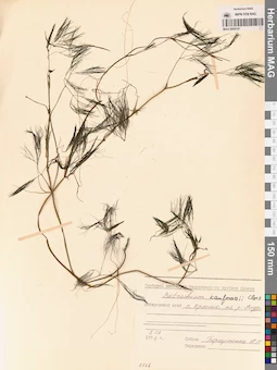 MAG 0009197