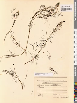 MAG 0009276