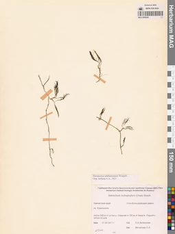 MAG 0009426