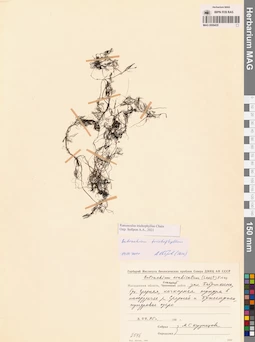 MAG 0009435