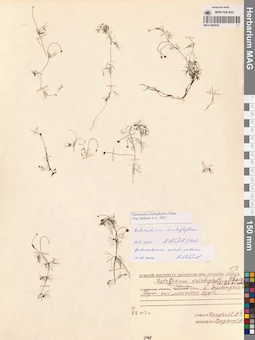 MAG 0009436