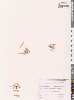 MAG 0009439