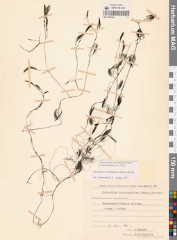 MAG 0009442