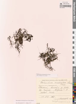 MAG 0009448