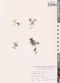 MAG 0009479