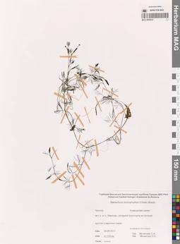 MAG 0009934