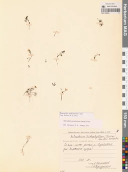 MAG 0009944