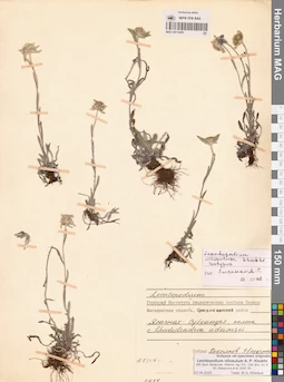 MAG 0013409
