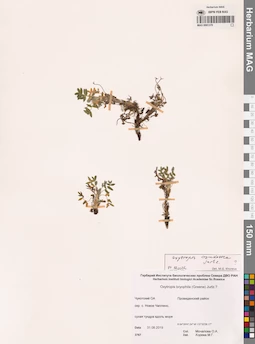 MAG 0001370