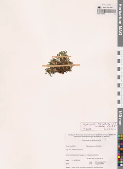 MAG 0022926