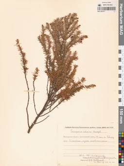 MAG 0007411
