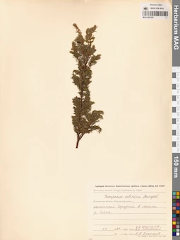 MAG 0007429