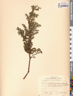 MAG 0007435