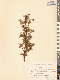 MAG 0007450