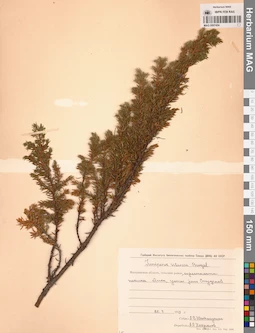 MAG 0007454