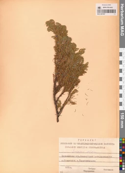 MAG 0007467