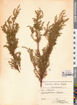 MAG 0007475