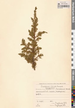 MAG 0007448
