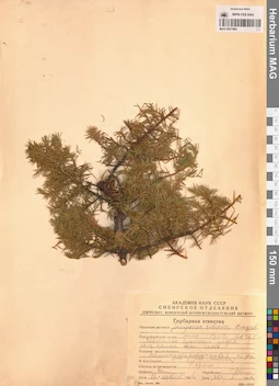 MAG 0007466