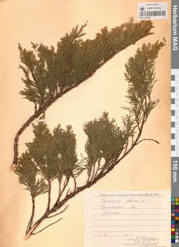 MAG 0007395