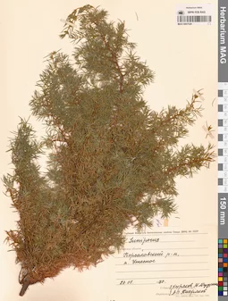 MAG 0007526