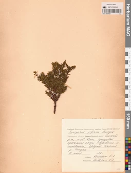 MAG 0007528