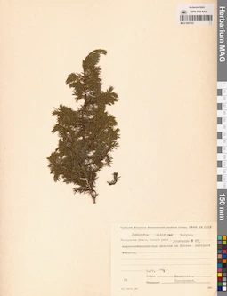 MAG 0007533