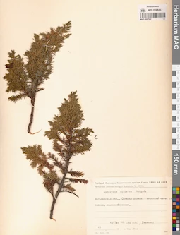 MAG 0007542