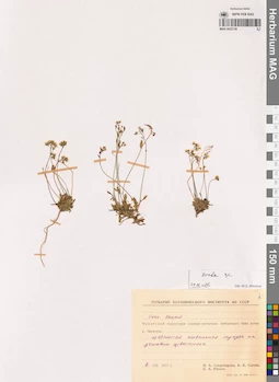 MAG 0022738