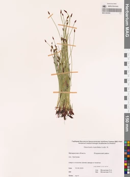 MAG 0022938