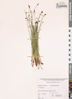 MAG 0022939