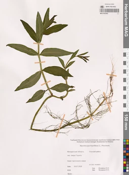 MAG 0022942