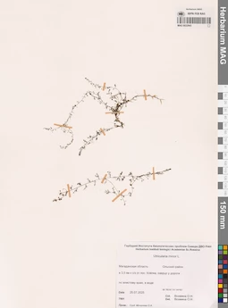 MAG 0022943
