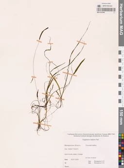 MAG 0022946
