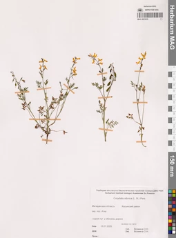 MAG 0023035