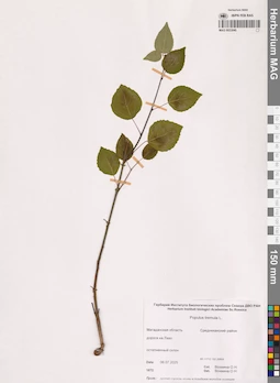 MAG 0023040