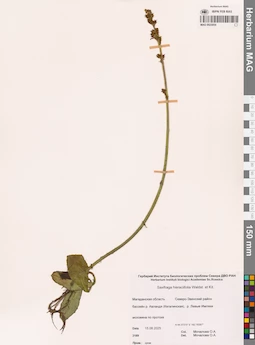 MAG 0023054