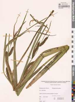 MAG 0023068