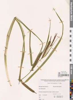 MAG 0023071