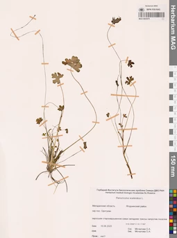 MAG 0023075